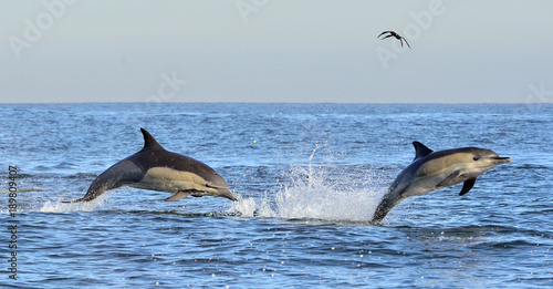 Dolphins  swimming in the ocean. Dolphins swim and jumping from the water. The Long-beaked common dolphin  scientific name  Delphinus capensis  in atlantic ocean.