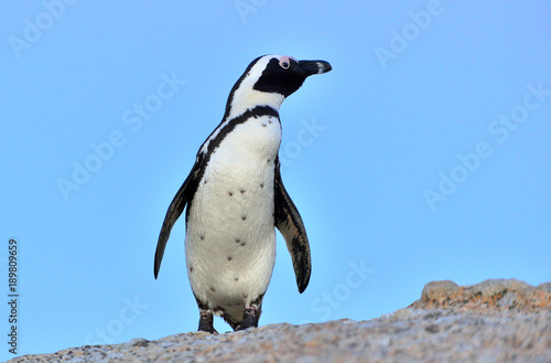 The African penguin . South Africa