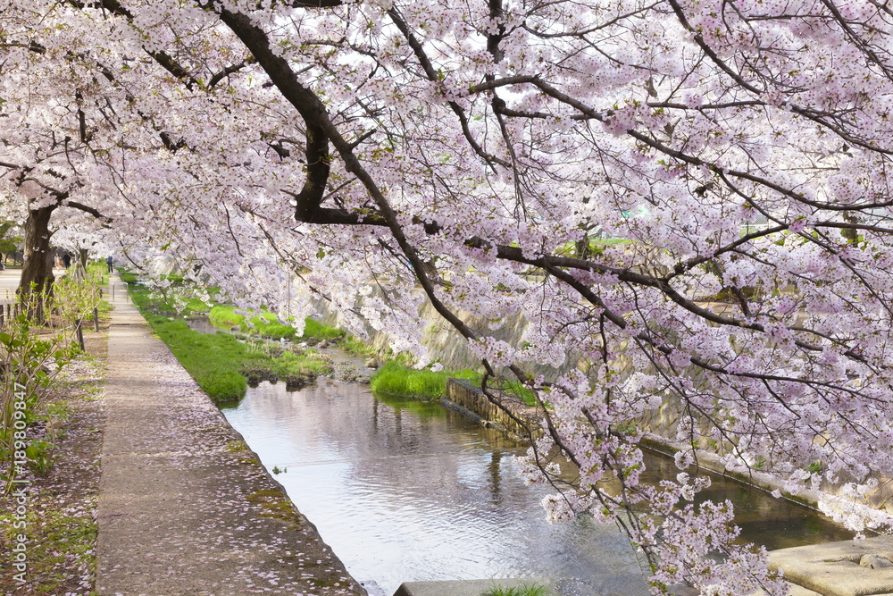 Fototapeta premium 満開の桜、兵庫県西宮市夙川公園にて