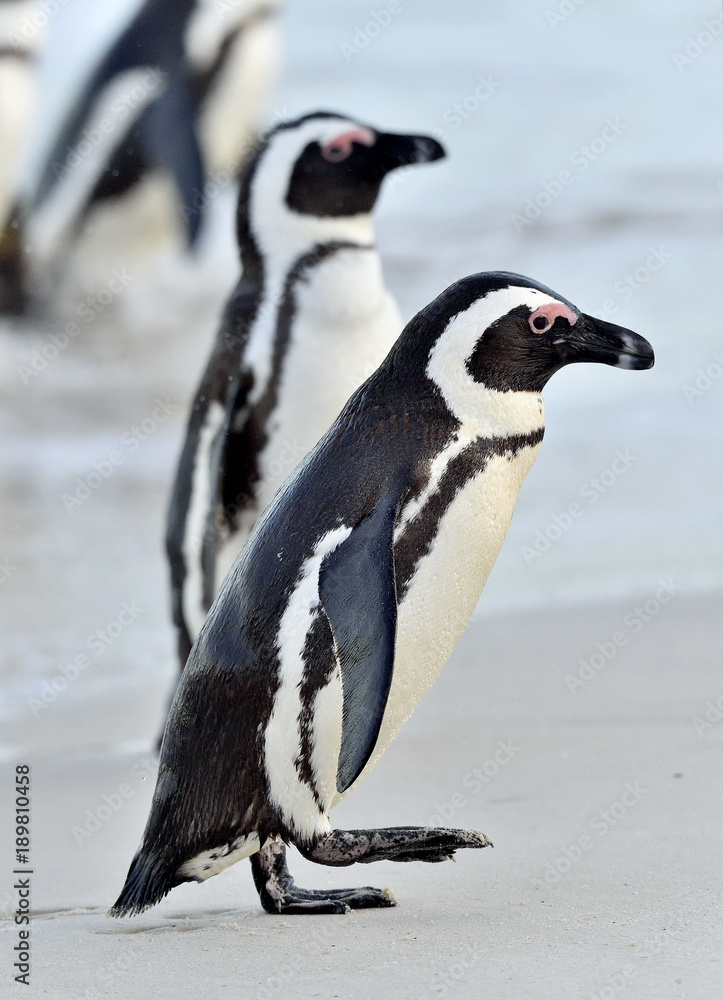 Fototapeta premium Swimming and jumping out of water African Penguin. The African penguin (Spheniscus demersus), also known as the jackass penguin and black-footed penguin in Southern African waters.