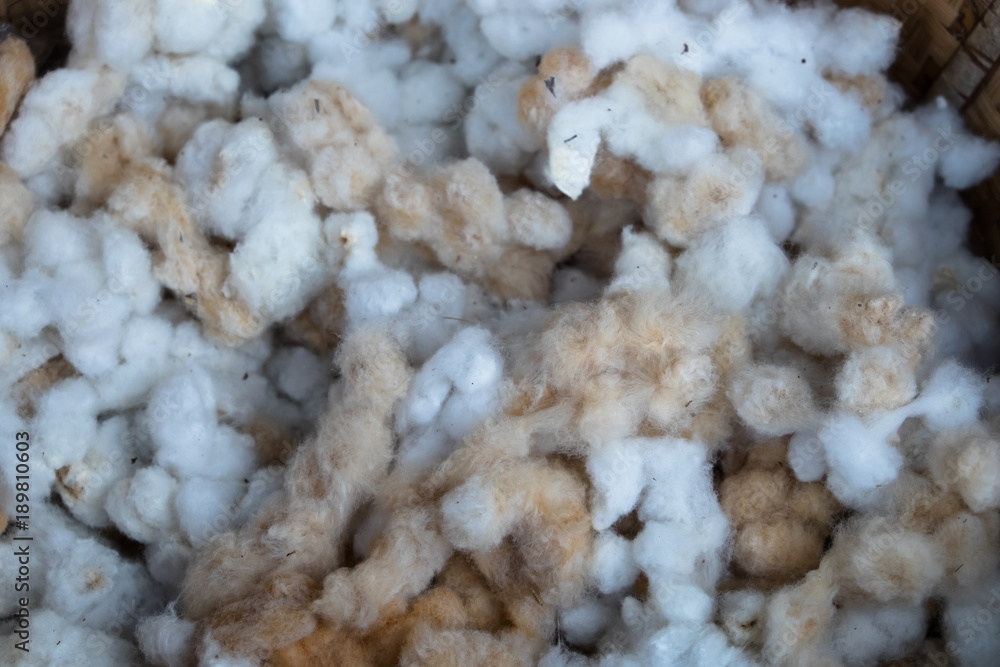 Silk that has not been dyed. Sericulture,silks Silk that has not been dyed. Sericulture,silks