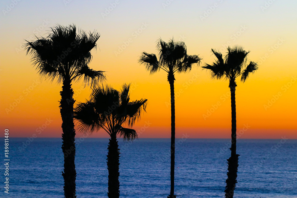 Fototapeta premium Four Palm Trees