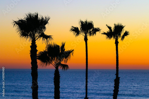 Four Palm Trees