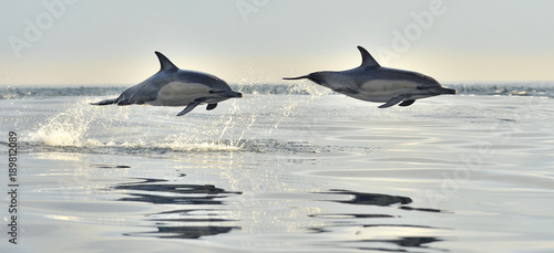 Dolphin  swimming in the ocean. Dolphin swim and jumping from the water. The Long-beaked common dolphin  scientific name  Delphinus capensis  in atlantic ocean.