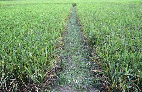 Rice field in thailand