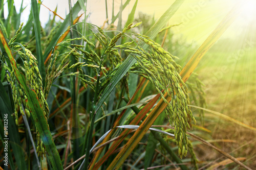 Rice field in thailand