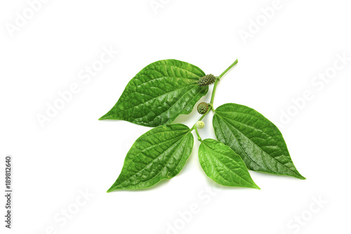 Wild betel leafbush on white background