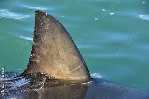 Shark fin above water. Close up. Dorsal Fin of great white shark, Sciencific name: Carcharodon carcharias, False Bay, South Africa, Atlantic Ocean
