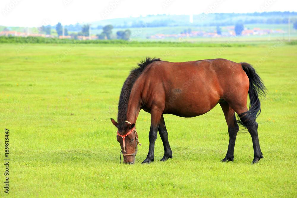 The horse in the grasslands