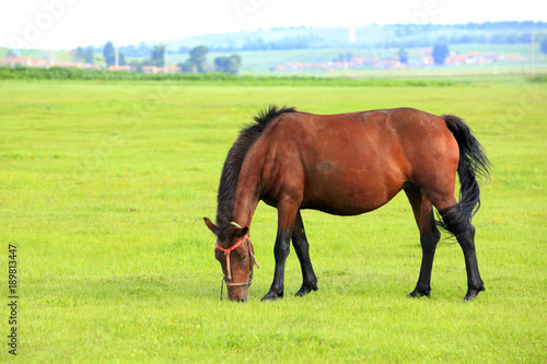 Fototapeta Naklejka Na Ścianę i Meble -  The horse in the grasslands