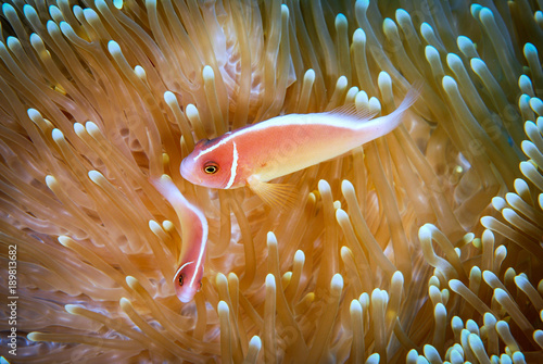Pink anemonefish in an anemone