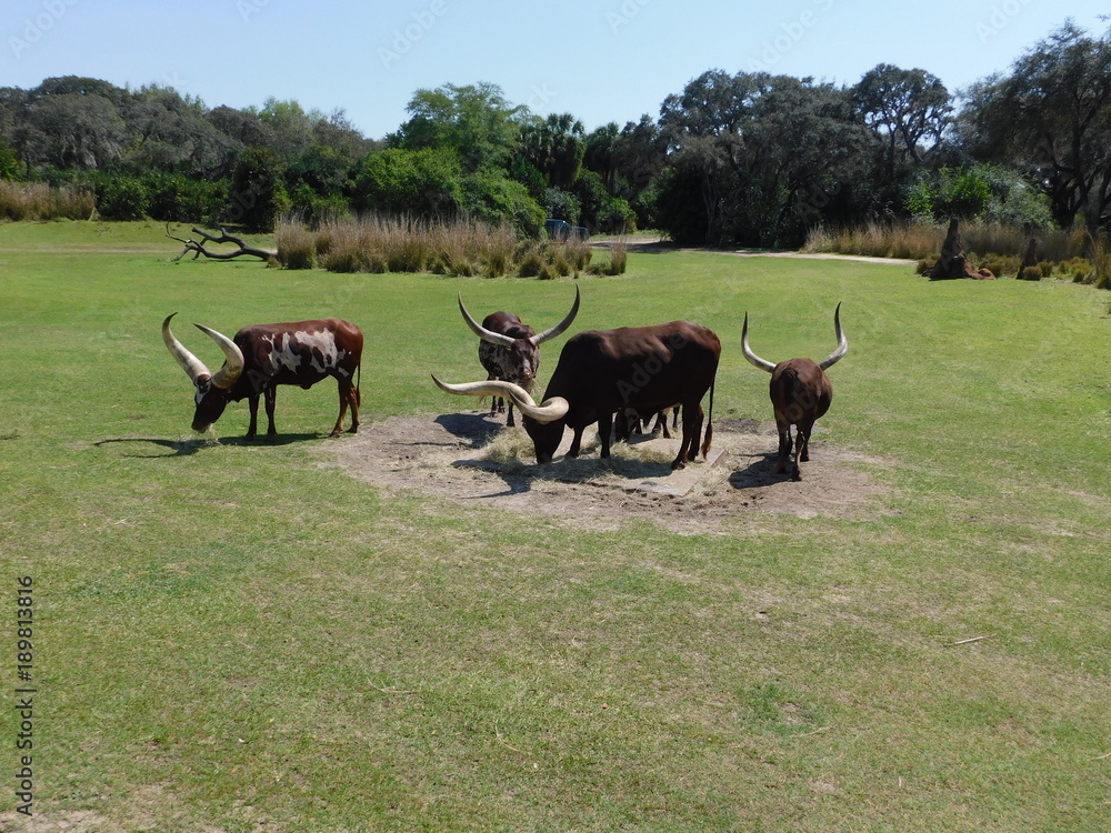 Naklejka premium horns