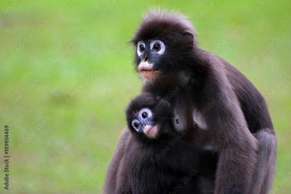 Dusky langur is breastfeeding baby selective focus Dusky langur is breastfeeding baby selective focus
