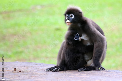 Leaf monkey or Dusky langur is breastfeeding baby selective focus