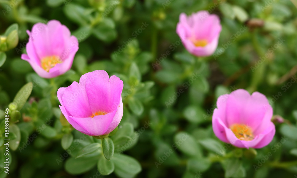 Common Purslane, Verdolaga, Pigweed