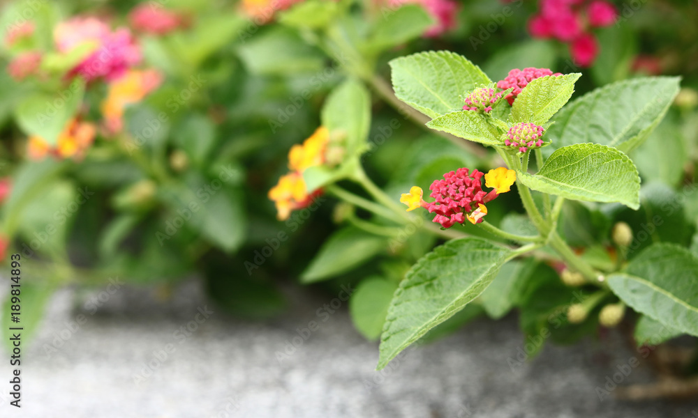 Lantana camara Linn Lantana camara Linn