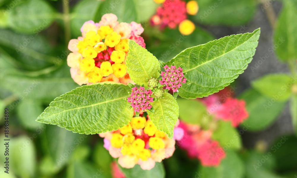 Lantana camara Linn Lantana camara Linn