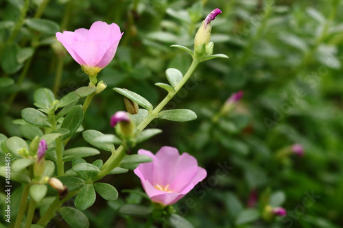 Common Purslane  Verdolaga  Pigweed