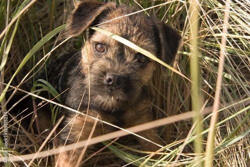 Canvas Print Cute Border Terrier Dog