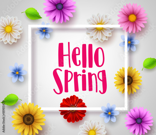 Fototapeta Naklejka Na Ścianę i Meble -  Hello spring vector banner design with white boarder, greeting text and colorful elements like daisy flowers and leaves for spring season in white background. Vector illustration.
