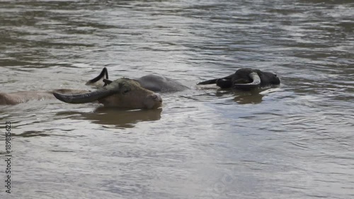 Water buffalo enjoying the cool muddy river photo