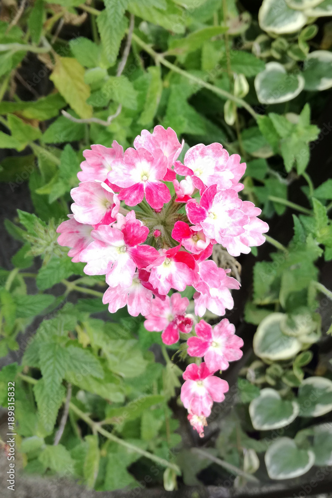 路傍の綺麗な花a_beautiful_flower_in_the_roadside 路傍の綺麗な花a_beautiful_flower_in_the_roadside