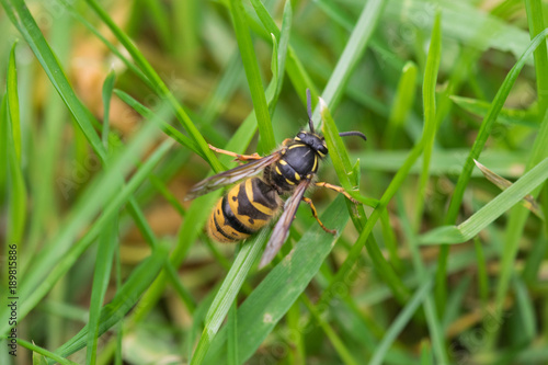 Fotomural close up of a Wasp trying to climb a blade of grass