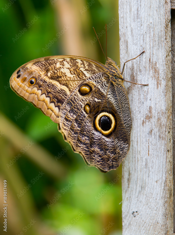 Large tropical Owl Butterfly resting on a park post in the summer months in the nearby park Large tropical Owl Butterfly resting on a park post in the summer months in the nearby park