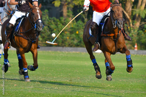 Selective Focus The Horse Polo Player Use a Mallet to Hit a Polo Ball During the match.
