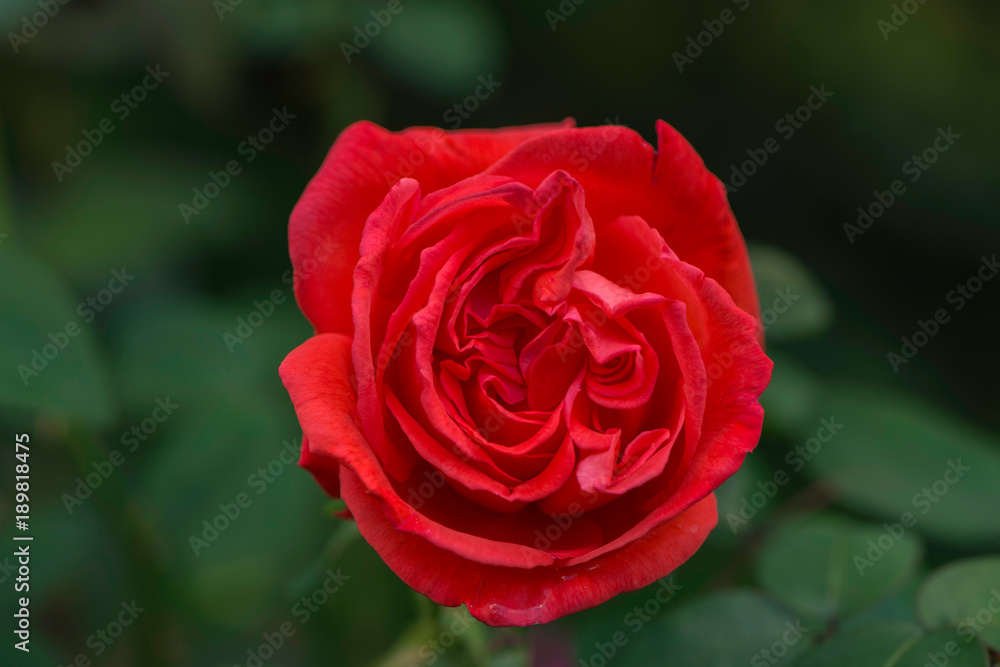 Red rose in garden summertime in bright sunny day Red rose in garden summertime in bright sunny day
