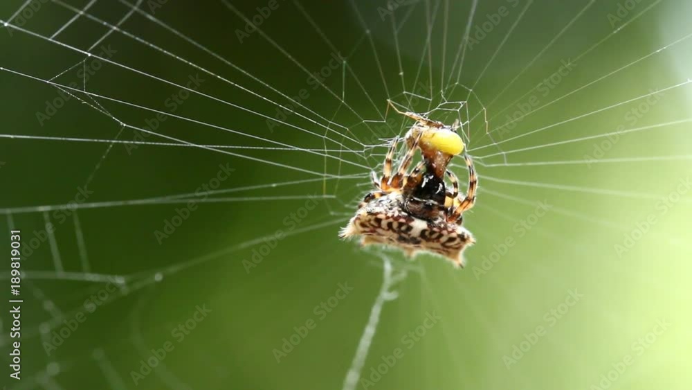 Spider eating the pray Spider eating the pray