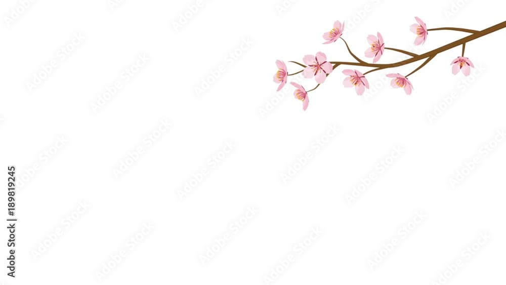 Blooming Cherry Blossom flower and Falling Petals Animation -Upper right Position Blooming Cherry Blossom flower and Falling Petals Animation -Upper right Position