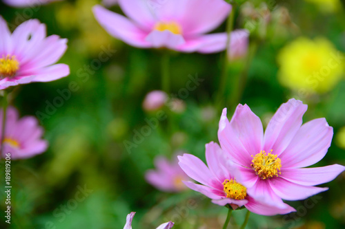 Beautiful cosmos flower with green background.