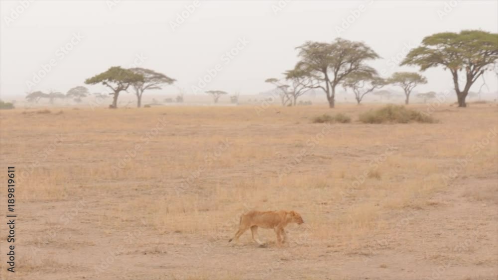 A lone lion walks on the plains of the serengeti, Tanzania. A lone lion walks on the plains of the serengeti, Tanzania.