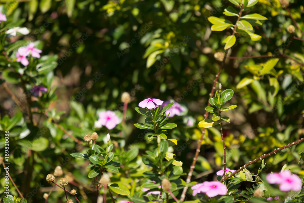 Soft Pink Catharanthus roseus flower Soft Pink Catharanthus roseus flower