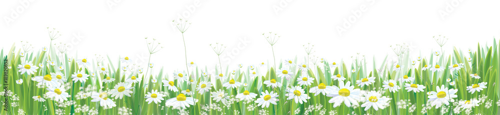 Vector  blossoming daisy  flowers  field, nature border isolated. - obrazy, fototapety, plakaty 