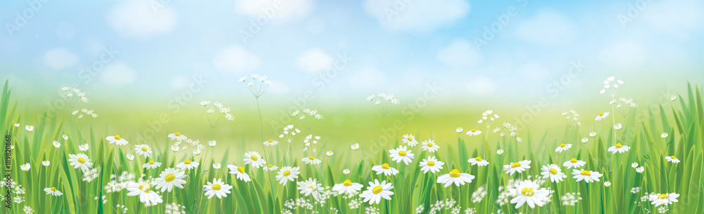 Fototapeta premium Vector summer nature background, daisy flowers field.