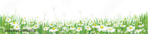 Fotografie, Obraz Vector  blossoming daisy  flowers  field, nature border isolated.