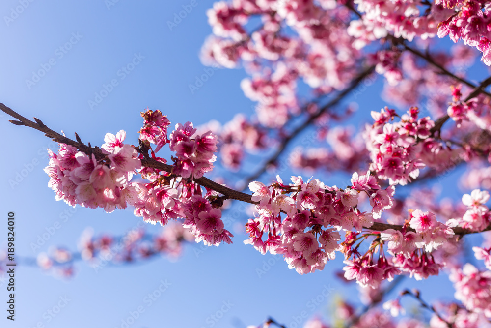 Soft focus, beautiful sprig cherry blossom. Prunus cerasoides in Thailand, Soft focus, beautiful sprig cherry blossom. Prunus cerasoides in Thailand,