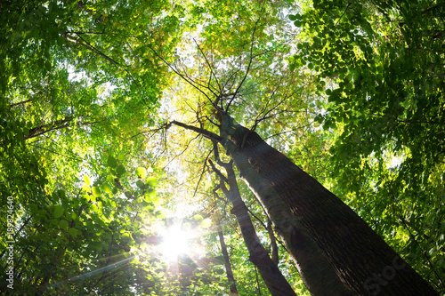 Green forest. Tree with green Leaves and sun light. photo