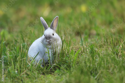 White pet rabbit on green grass pasture