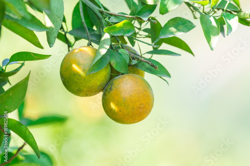 Orange plantation garden