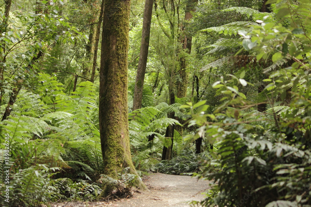 Obraz premium Australian rainforest