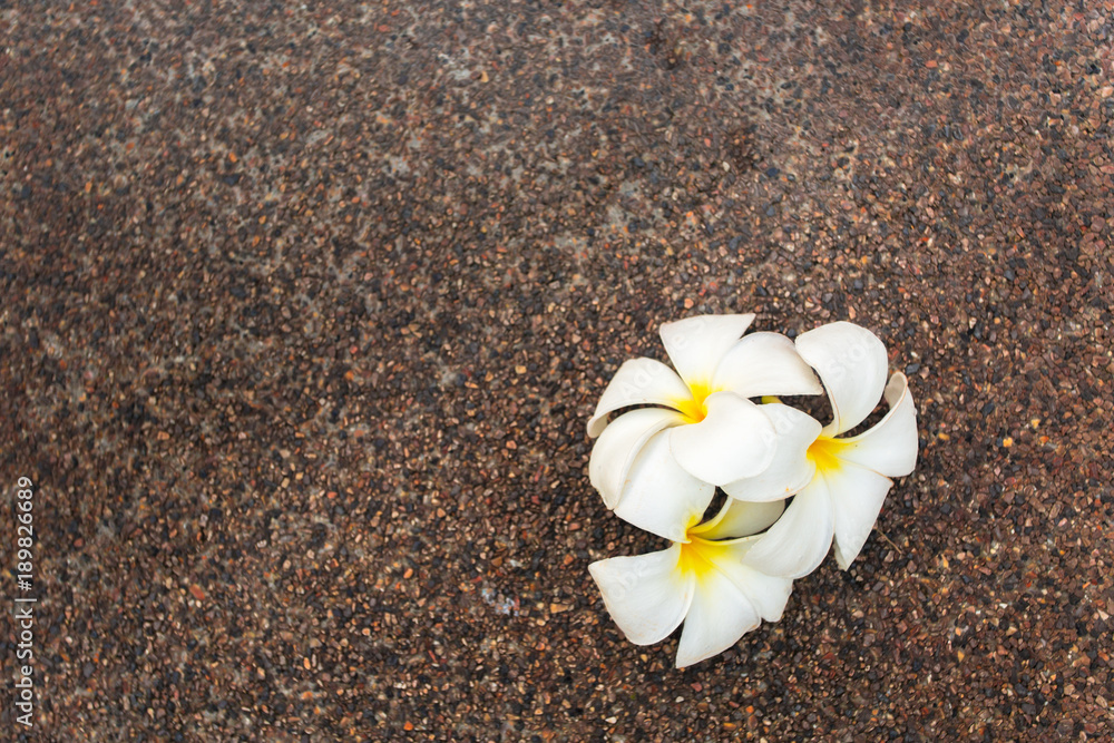 Frangipani flowers close up shot Frangipani flowers close up shot