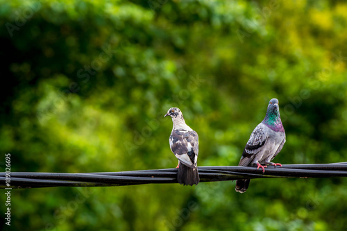 Close up group of pigeon were lining up on black electric cable, selective focus