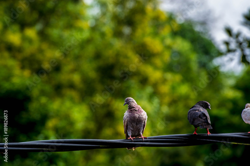 Close up group of pigeon were lining up on black electric cable, selective focus