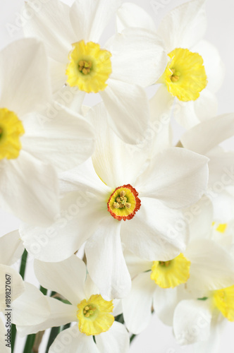Fototapeta Naklejka Na Ścianę i Meble -  Bouquet of white narcissus
