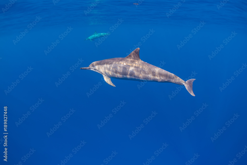 Fototapeta premium Dolphin Swimming in Open Ocean
