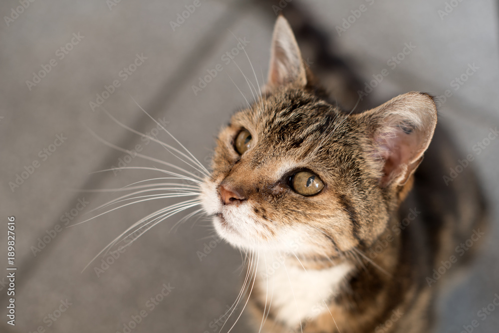 Getigerte Katze von oben mit langen Schnurrhaaren und wachsamen Blick