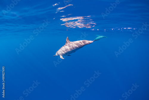 Dolphins Diving Down